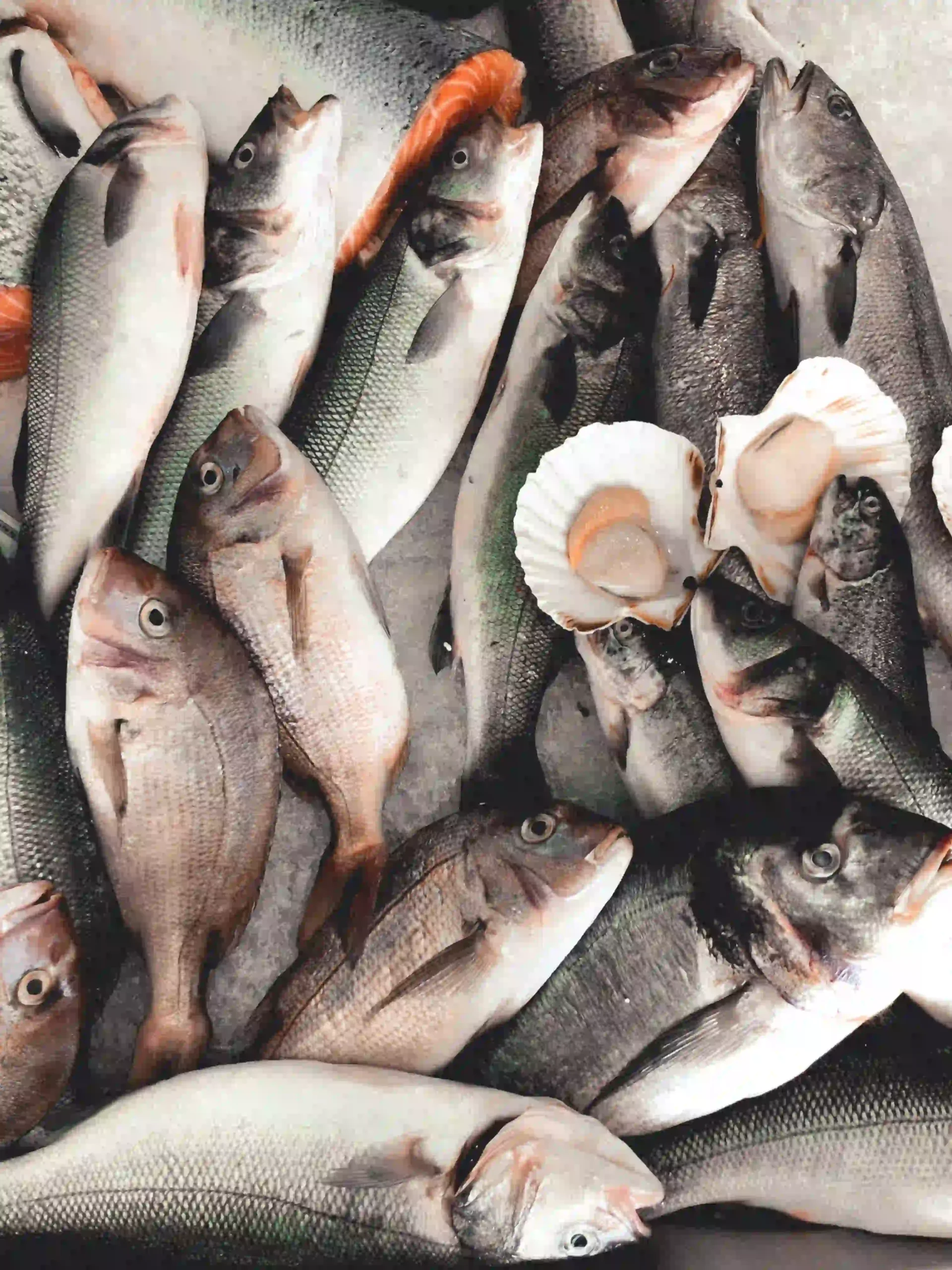 Online Fish Store Website