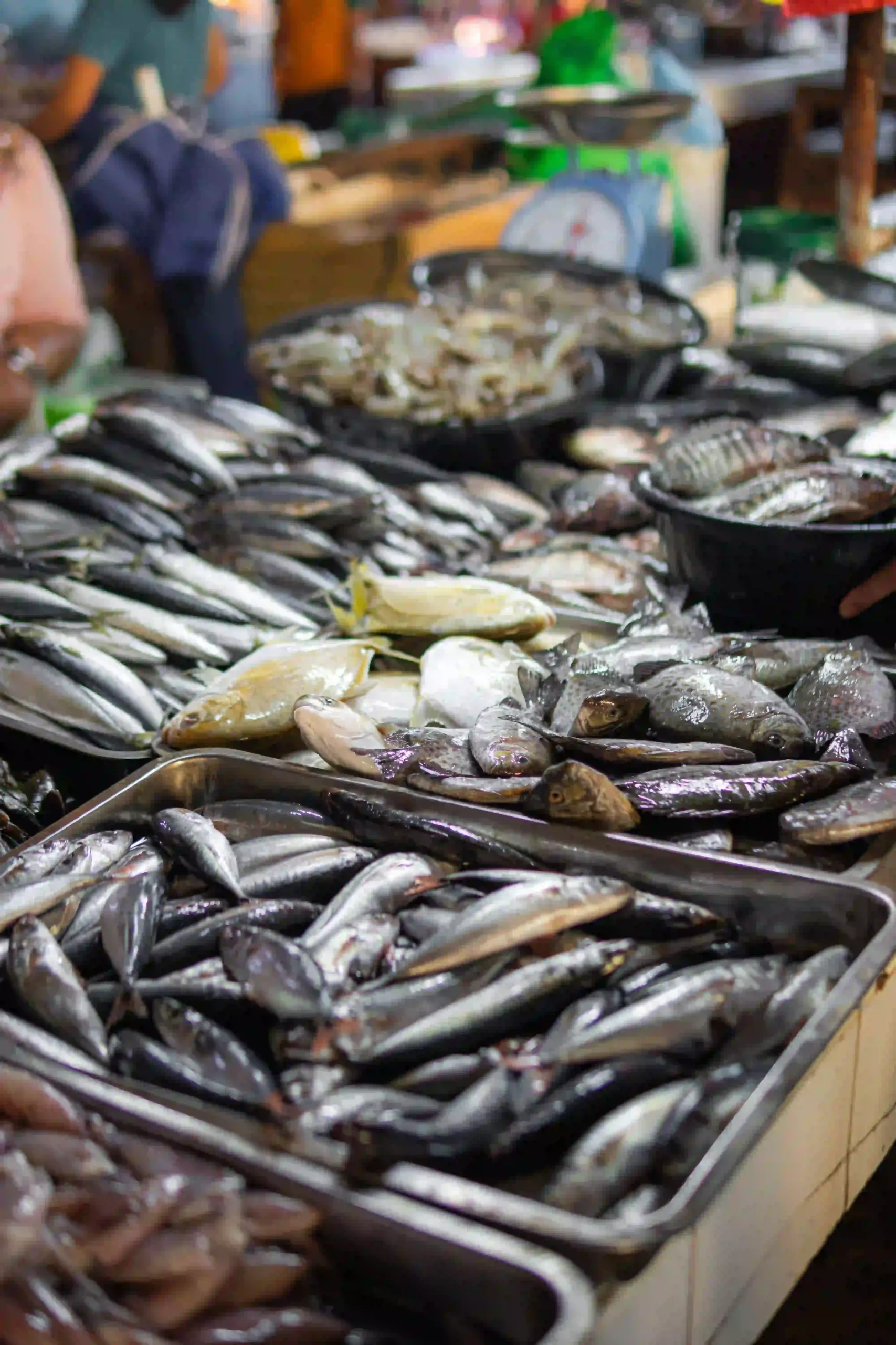 Online Fish Store Website