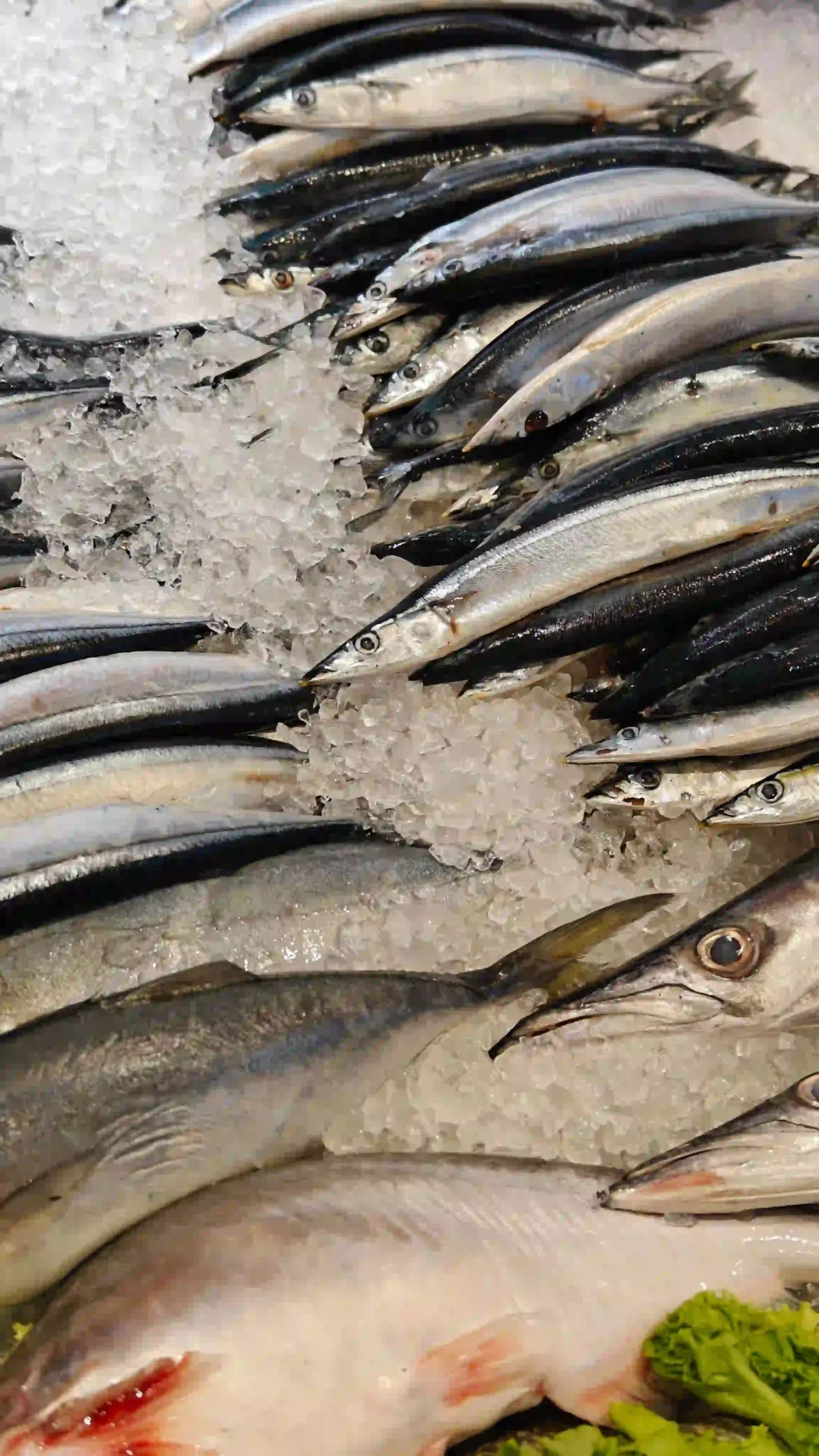 Online Fish Store Website