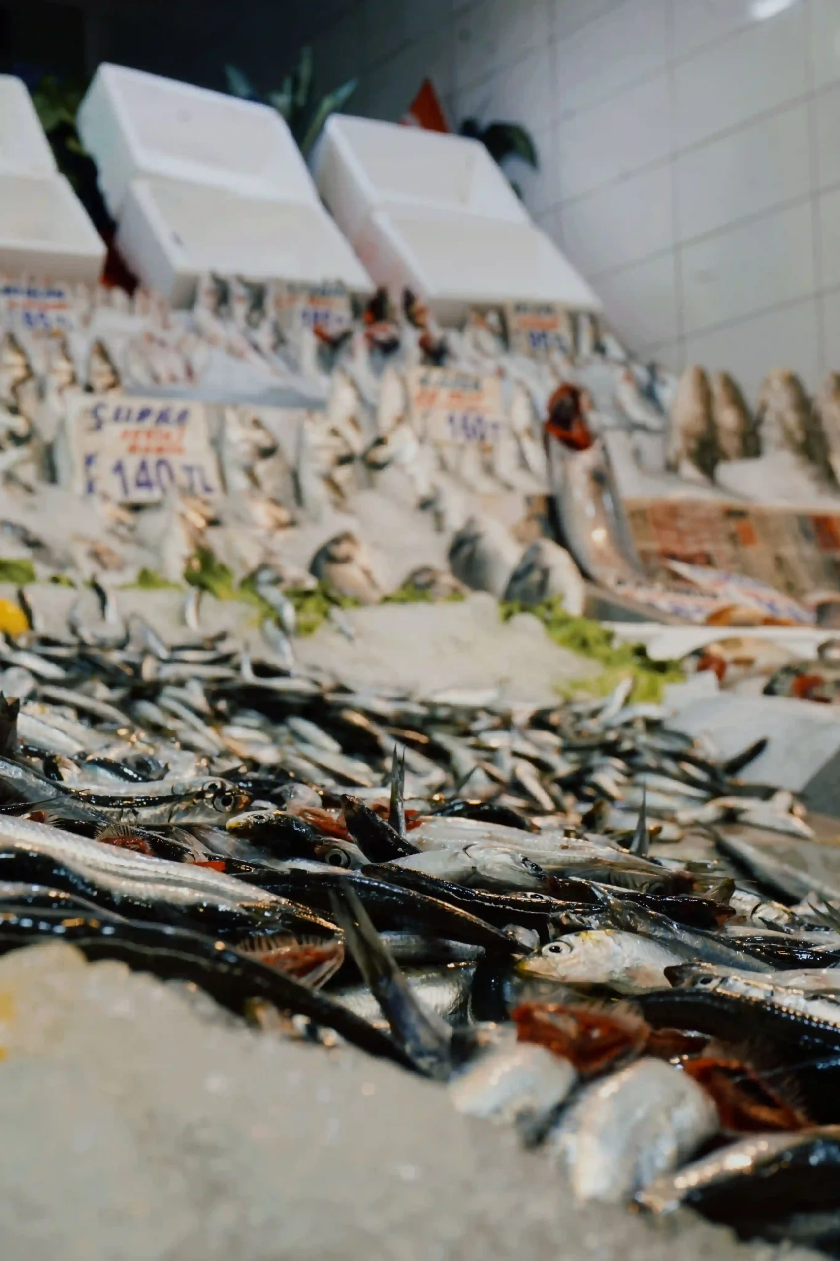 Online Fish Store Website