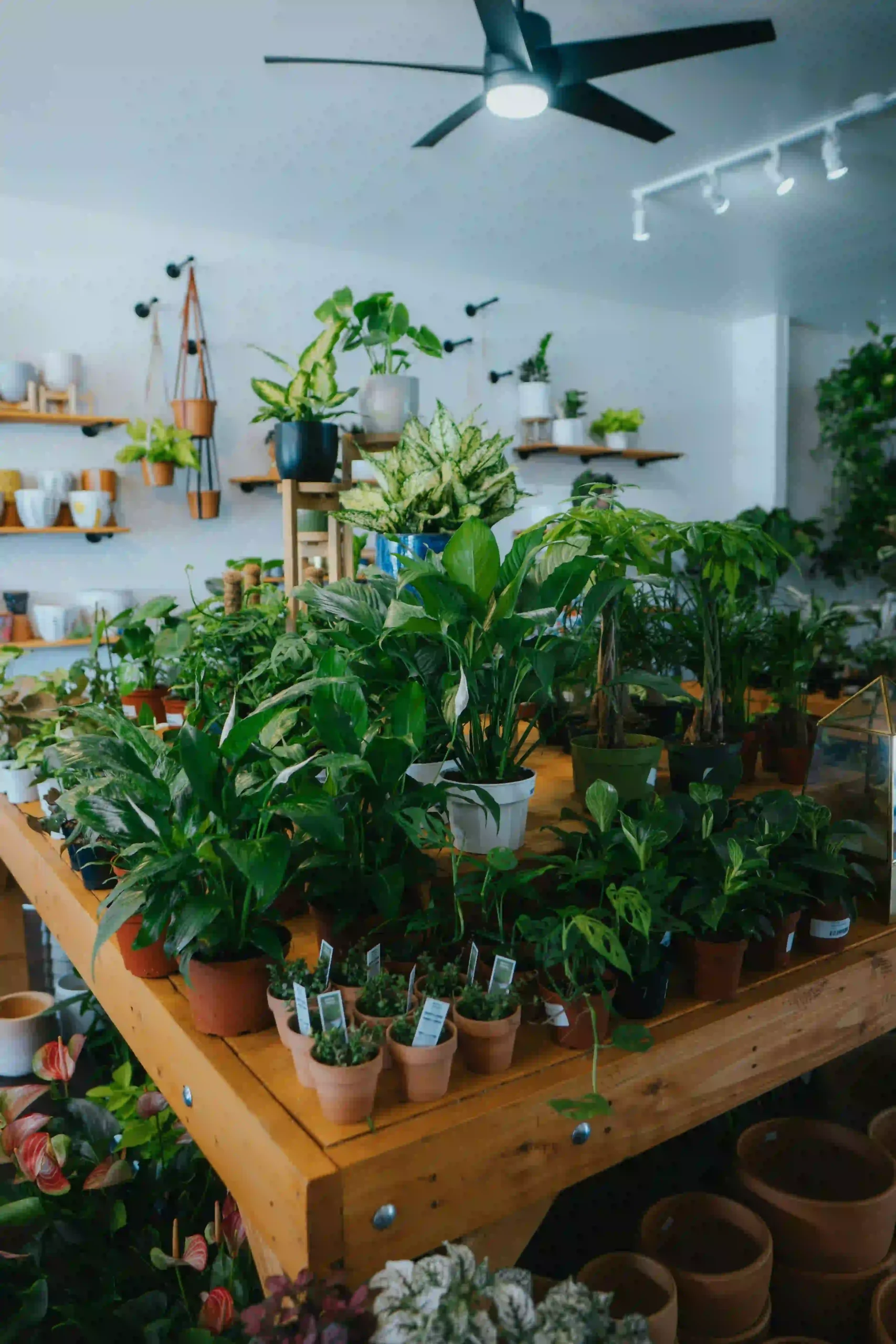 Plant Shop eCommerce Website Development
