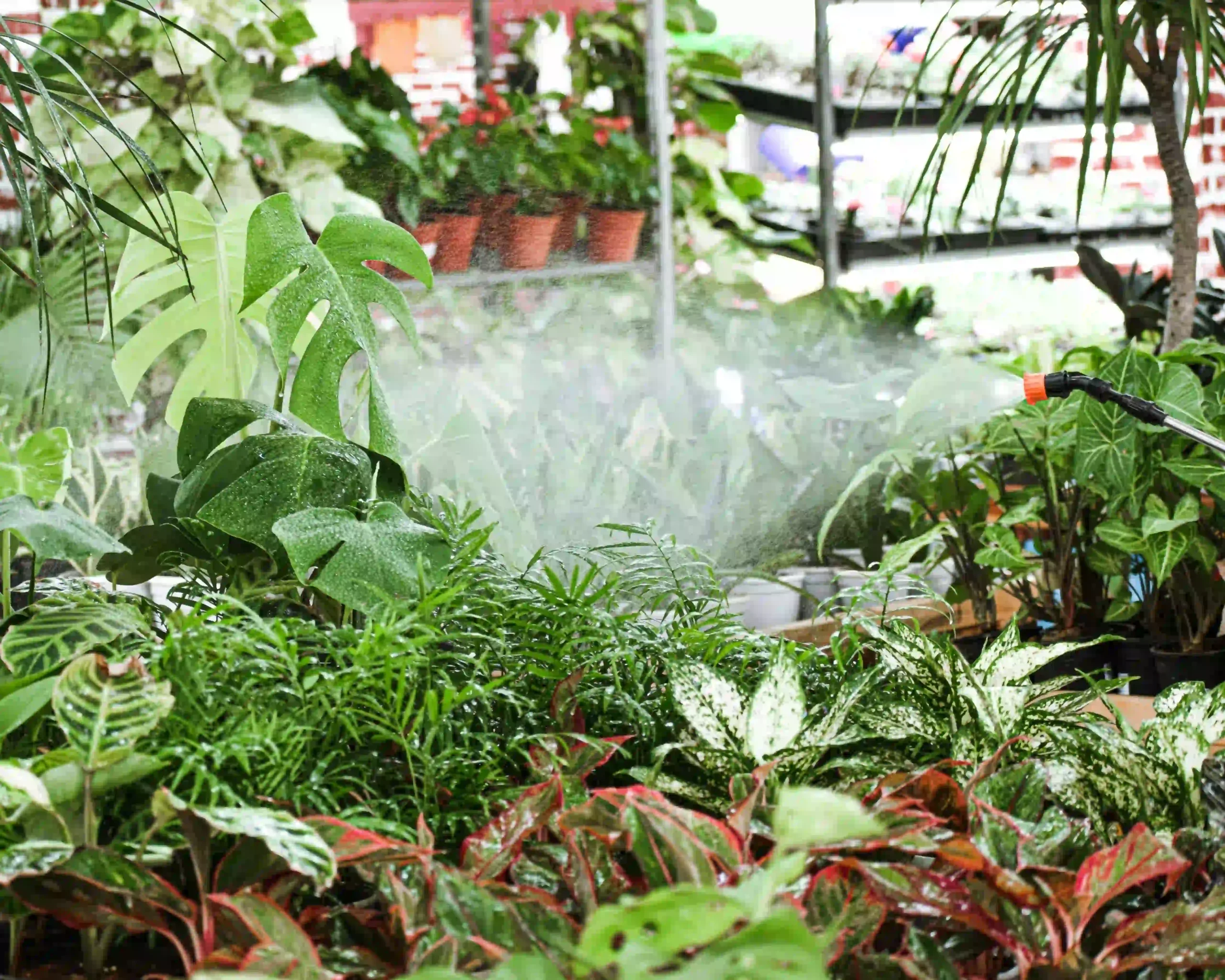 Plant Shop eCommerce Website Development