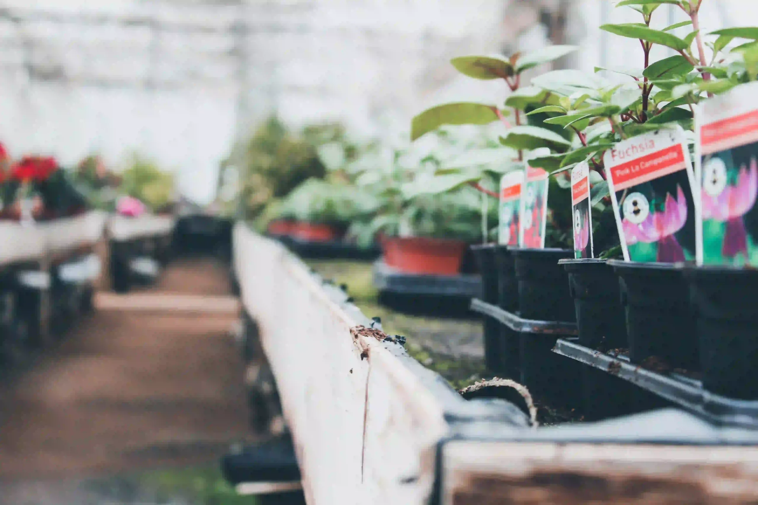 Plant Shop eCommerce Website Development